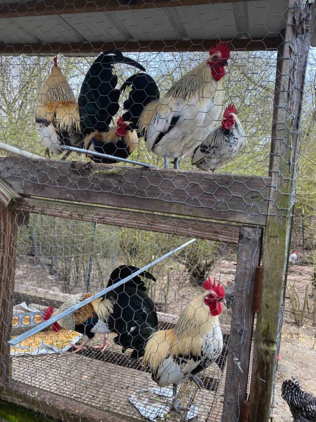 For Sale/Rent HBTV.us